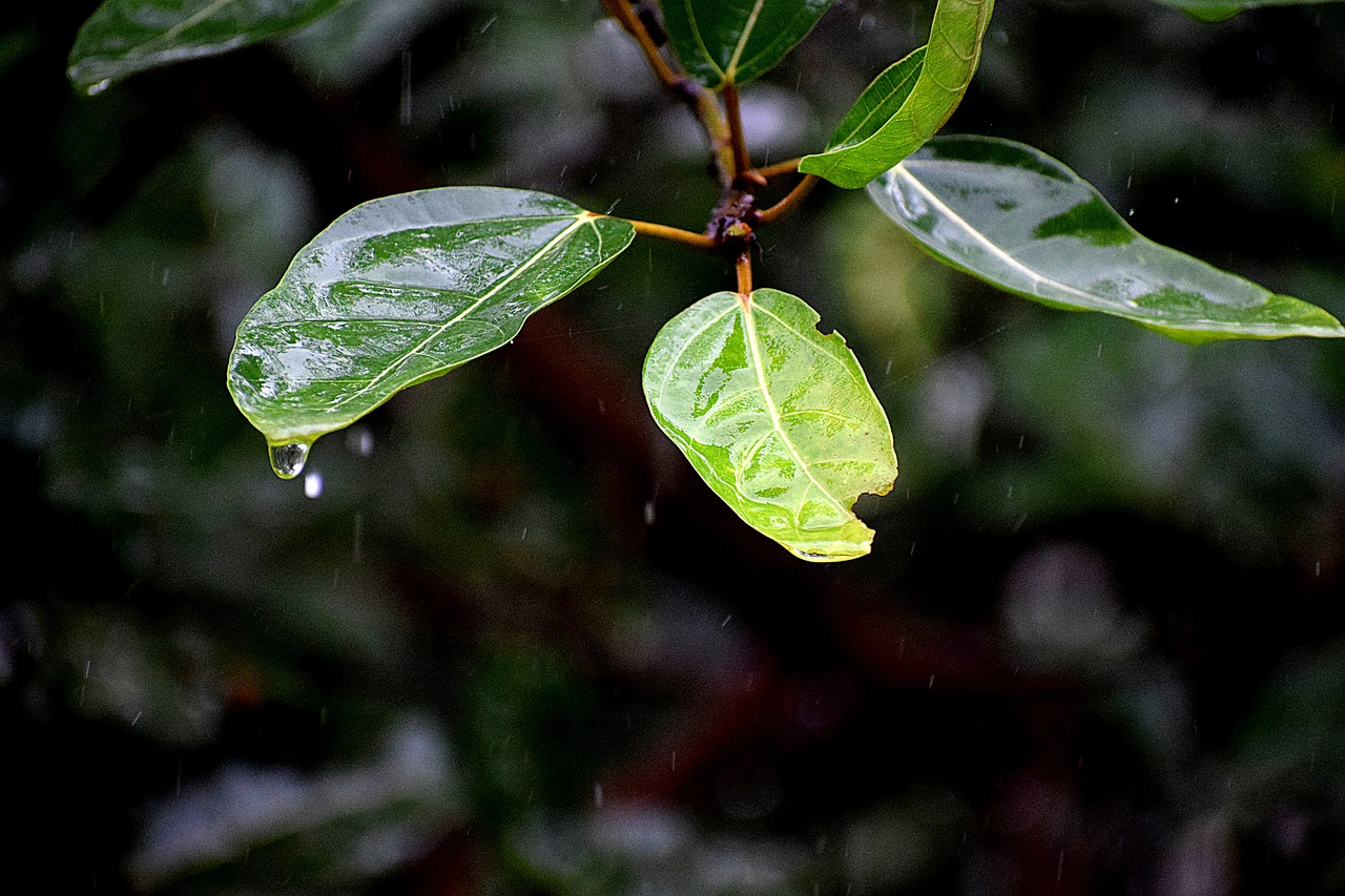 Setup Your Own Rainwater Harvesting System for an Eco-Garden